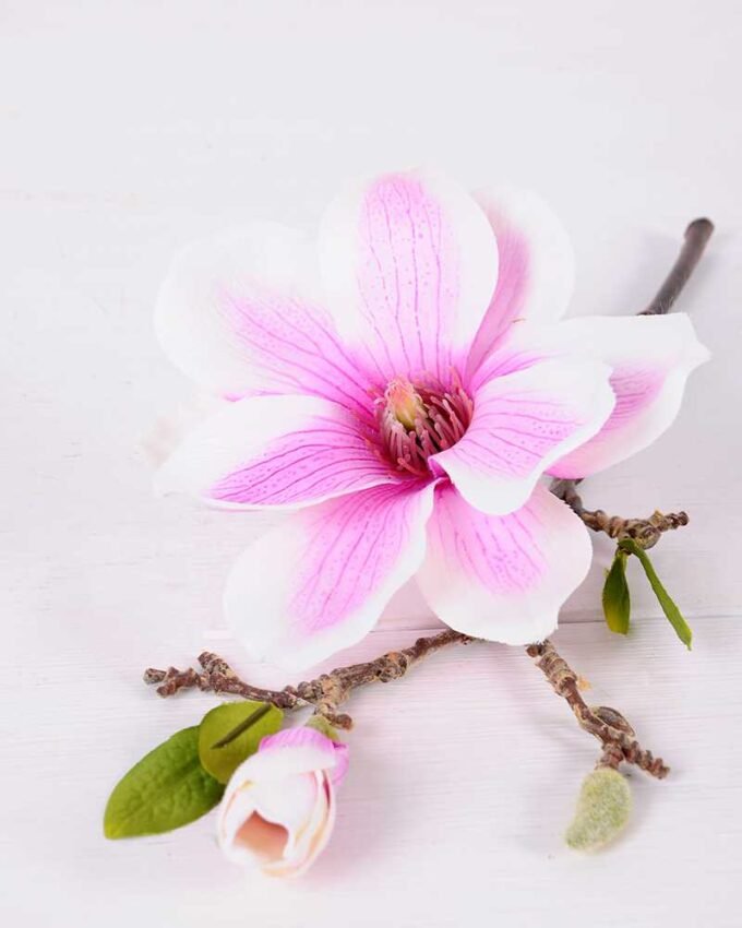 16*37CM yulan magnolia GS-3020042-Z2