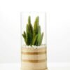 desert plant in glass pot H:20.5CM GS-3030001