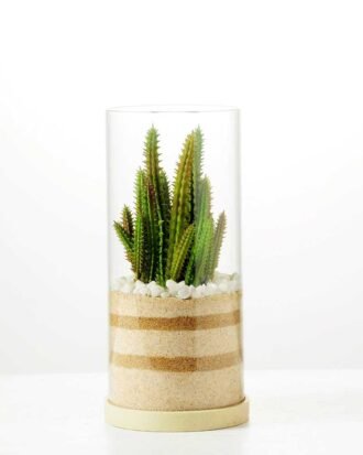 desert plant in glass pot H:20.5CM GS-3030001