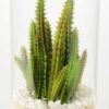 desert plant in glass pot H:20.5CM GS-3030001