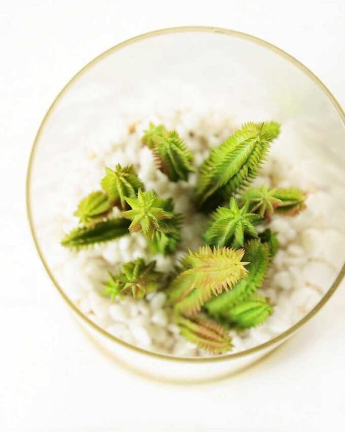 desert plant in glass pot H:20.5CM GS-3030001
