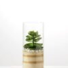 desert plant in glass pot GS-3030002