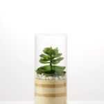 desert plant in glass pot GS-3030002