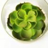 desert plant in glass pot GS-3030002