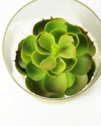 desert plant in glass pot GS-3030002