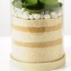 desert plant in glass pot GS-3030002