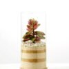 desert plant in glass pot GS-3030003