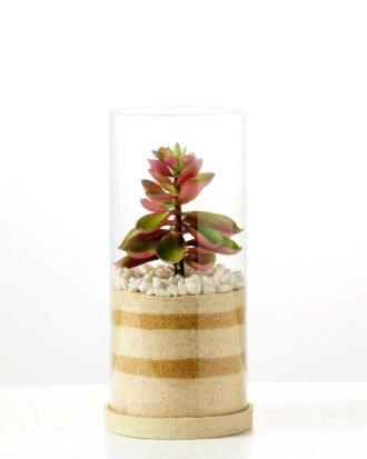 desert plant in glass pot GS-3030003