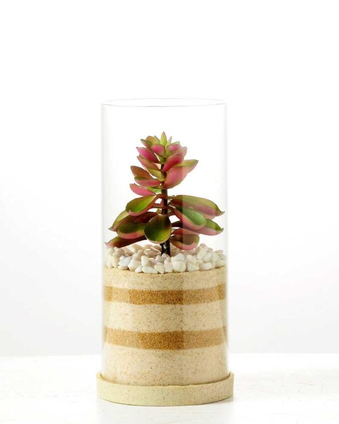 desert plant in glass pot GS-3030003