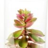 desert plant in glass pot GS-3030003