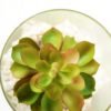 desert plant in glass pot GS-3030003