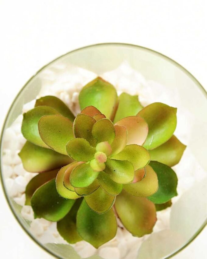 desert plant in glass pot GS-3030003