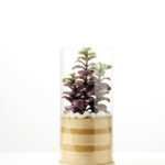 desert plant in glass pot GS-3030004