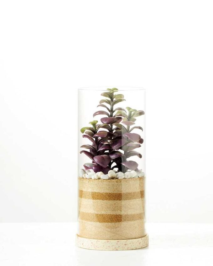 desert plant in glass pot GS-3030004