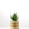 desert plant in glass pot GS-3030005