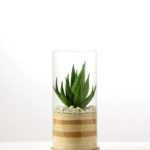 desert plant in glass pot GS-3030005