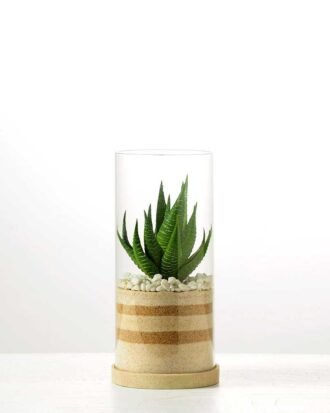 desert plant in glass pot GS-3030005