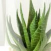 desert plant in glass pot GS-3030005