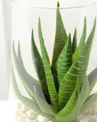 desert plant in glass pot GS-3030005