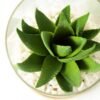 desert plant in glass pot GS-3030005