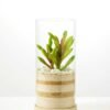 desert plant in glass pot GS-3030006
