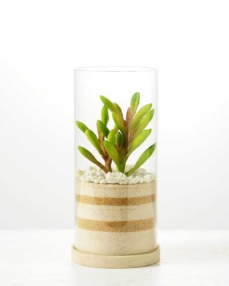 desert plant in glass pot GS-3030006