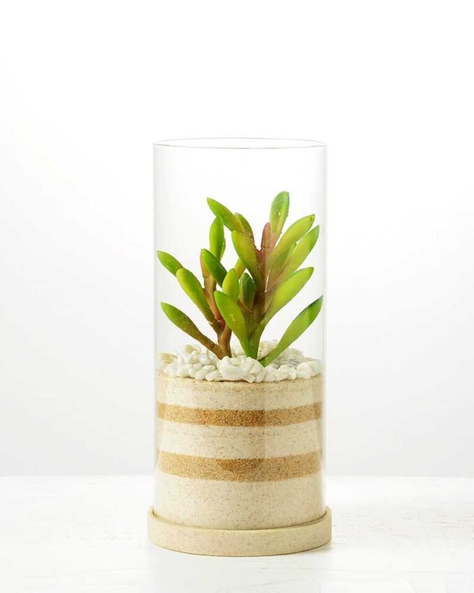 desert plant in glass pot GS-3030006