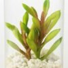 desert plant in glass pot GS-3030006