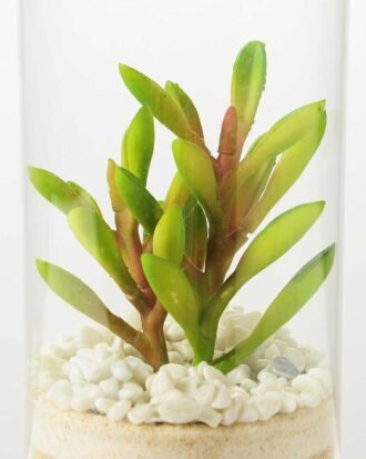 desert plant in glass pot GS-3030006