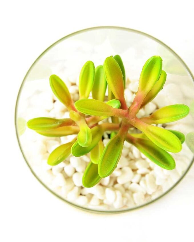 desert plant in glass pot GS-3030006