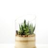 desert plant in glass pot  H:20CM GS-3030007