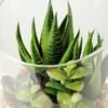 desert plant in glass pot  H:20CM GS-3030007