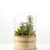 desert plant in glass pot  H: 20CM GS-3030008