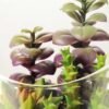 desert plant in glass pot  H: 20CM GS-3030008
