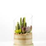 desert plant in glass pot GS-3030009