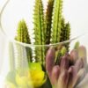 desert plant in glass pot GS-3030009