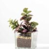 desert plant in glass pot H:15CM GS-3030017