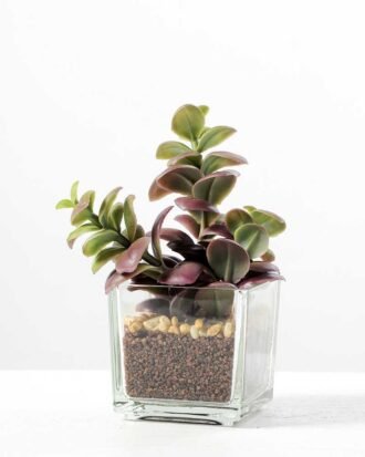 desert plant in glass pot H:15CM GS-3030017