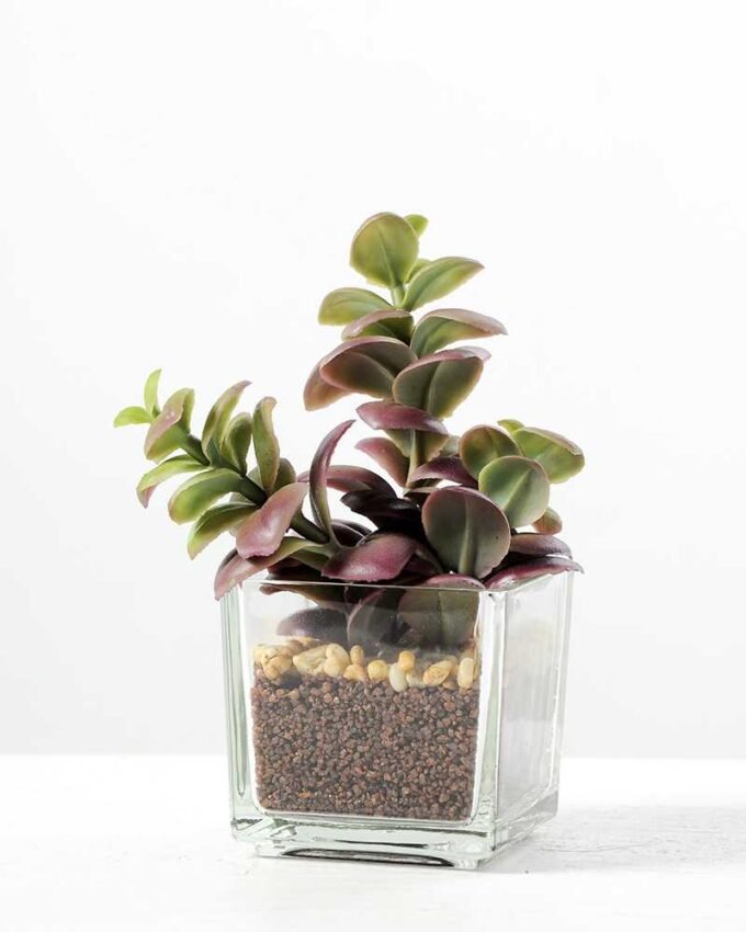 desert plant in glass pot H:15CM GS-3030017