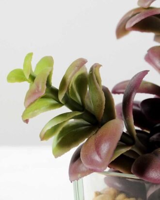 desert plant in glass pot H:15CM GS-3030017