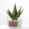desert plant in glass pot H:16CM GS-3030018