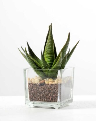 desert plant in glass pot H:16CM GS-3030018