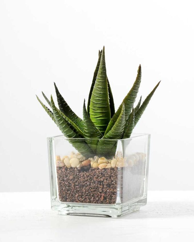 desert plant in glass pot H:16CM GS-3030018