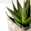 desert plant in glass pot H:16CM GS-3030018