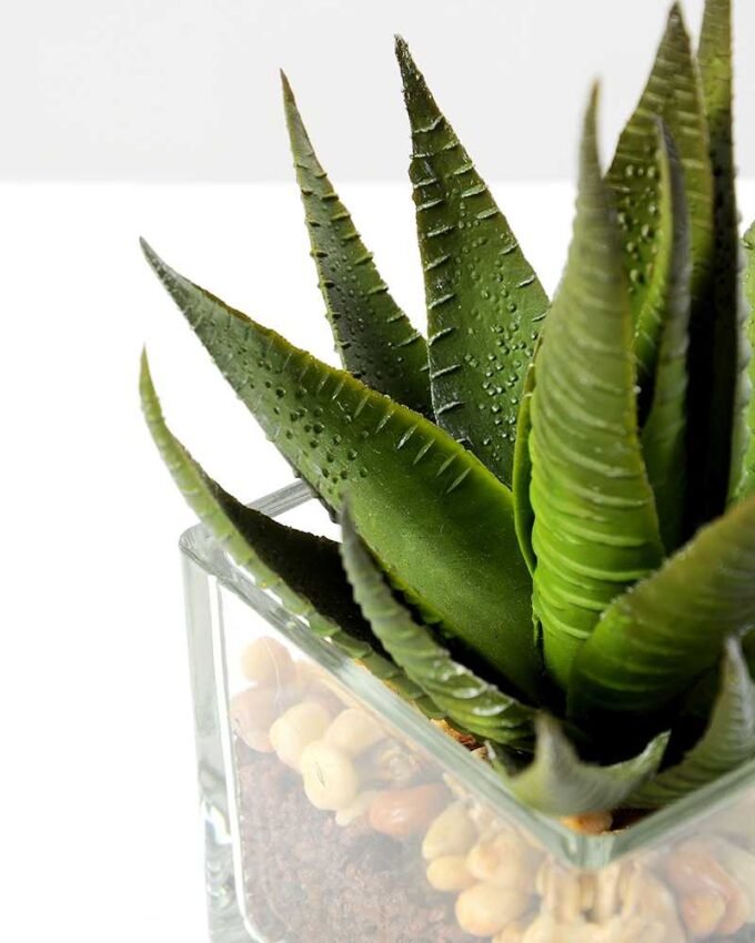 desert plant in glass pot H:16CM GS-3030018