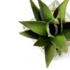 desert plant in glass pot H:16CM GS-3030018