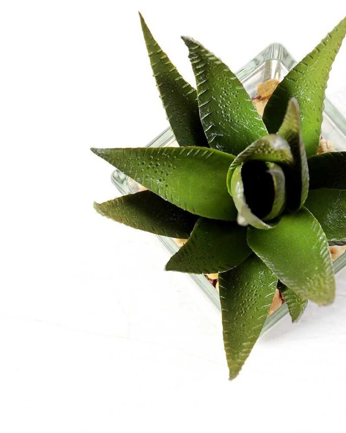 desert plant in glass pot H:16CM GS-3030018