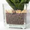 desert plant in glass pot H:16CM GS-3030018