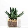 desert plant in glass pot GS-3030019A