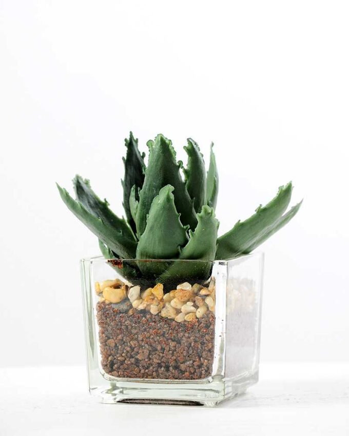desert plant in glass pot GS-3030019A